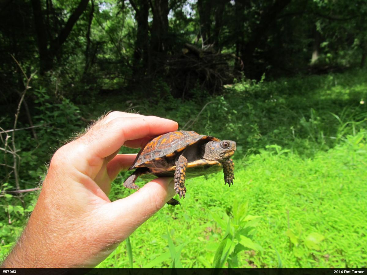 Eastern Box Turtle