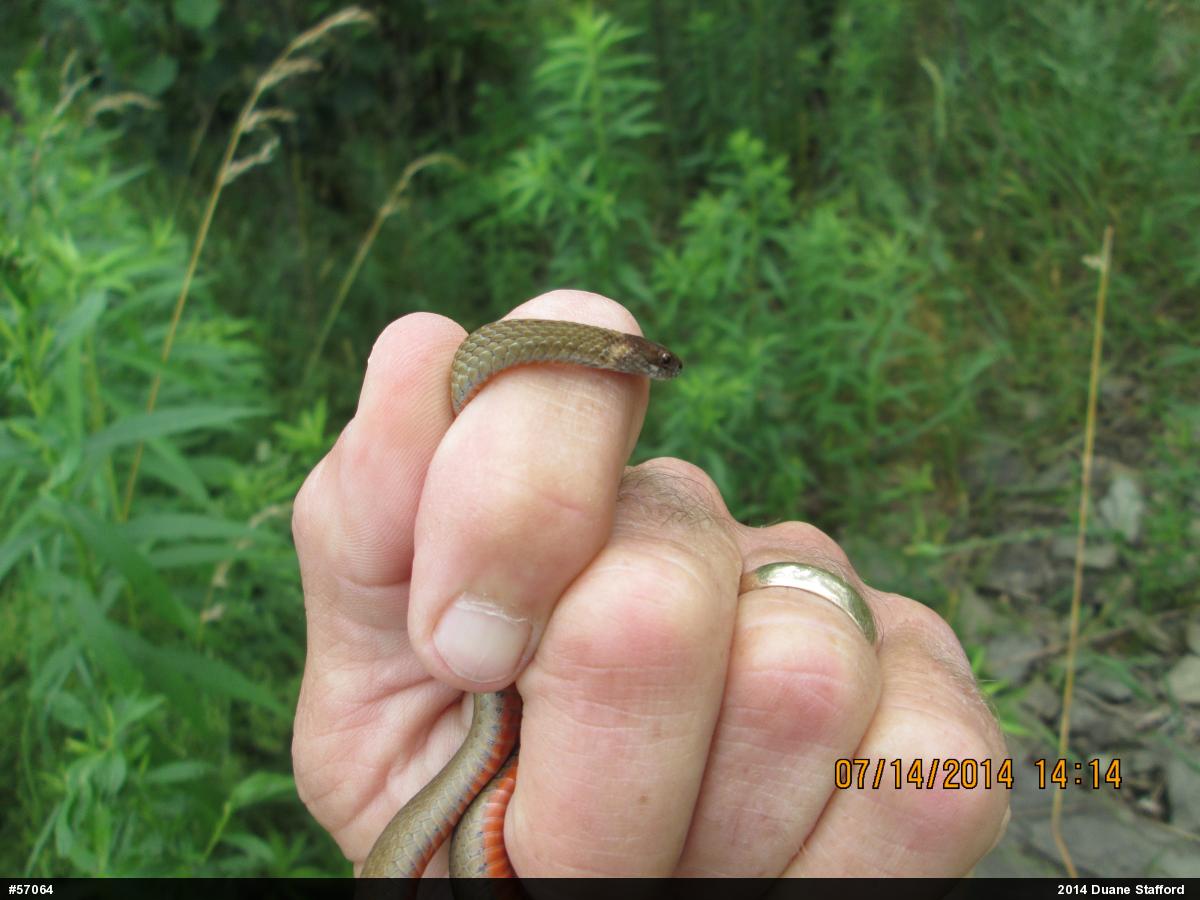 Red-bellied Snake