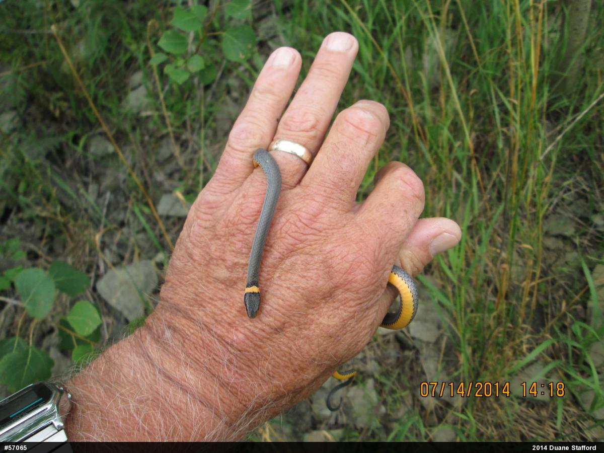 Northern Ring-necked Snake
