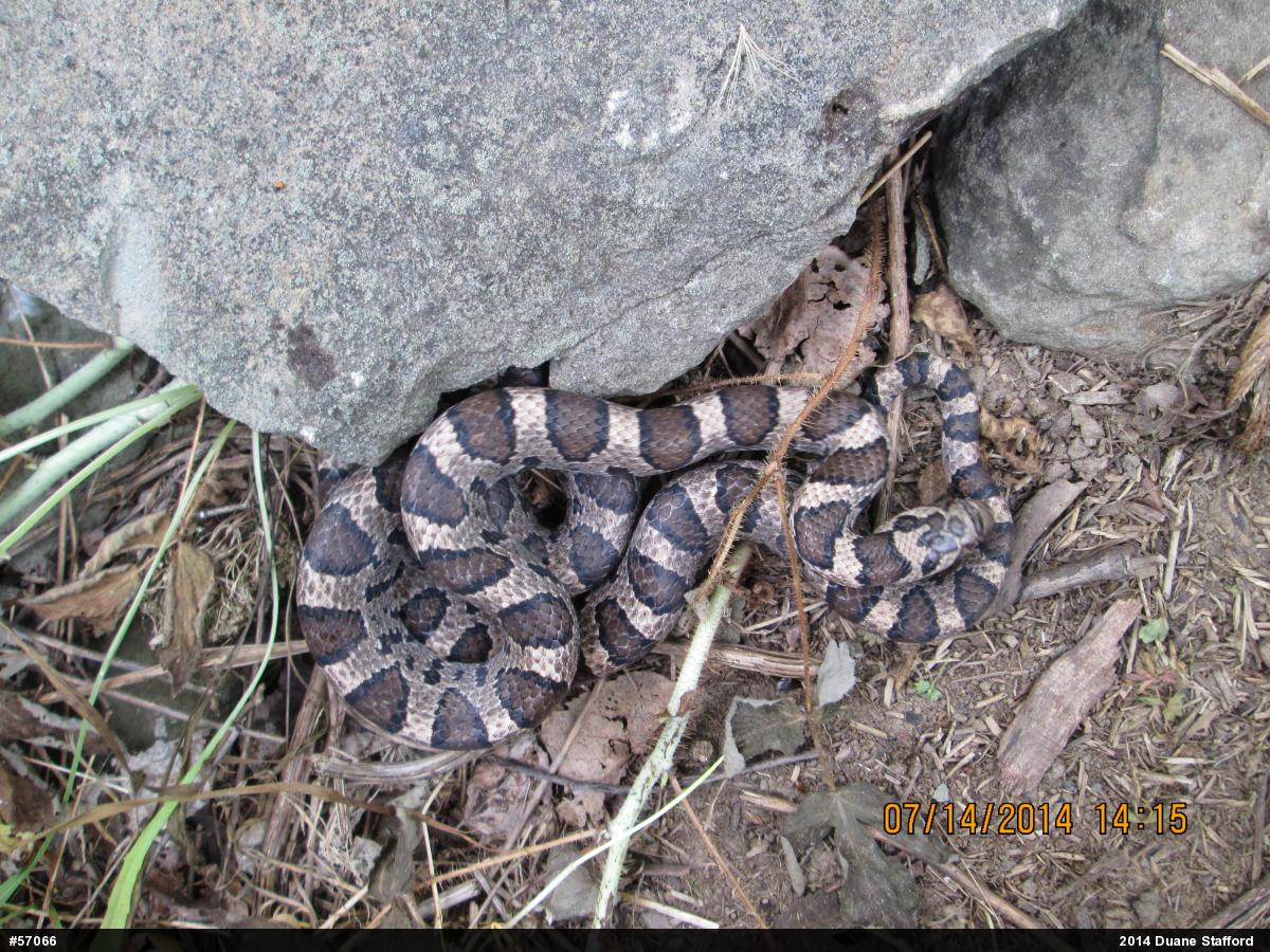 Eastern Milksnake
