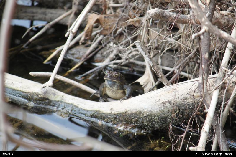 Eastern American Toad