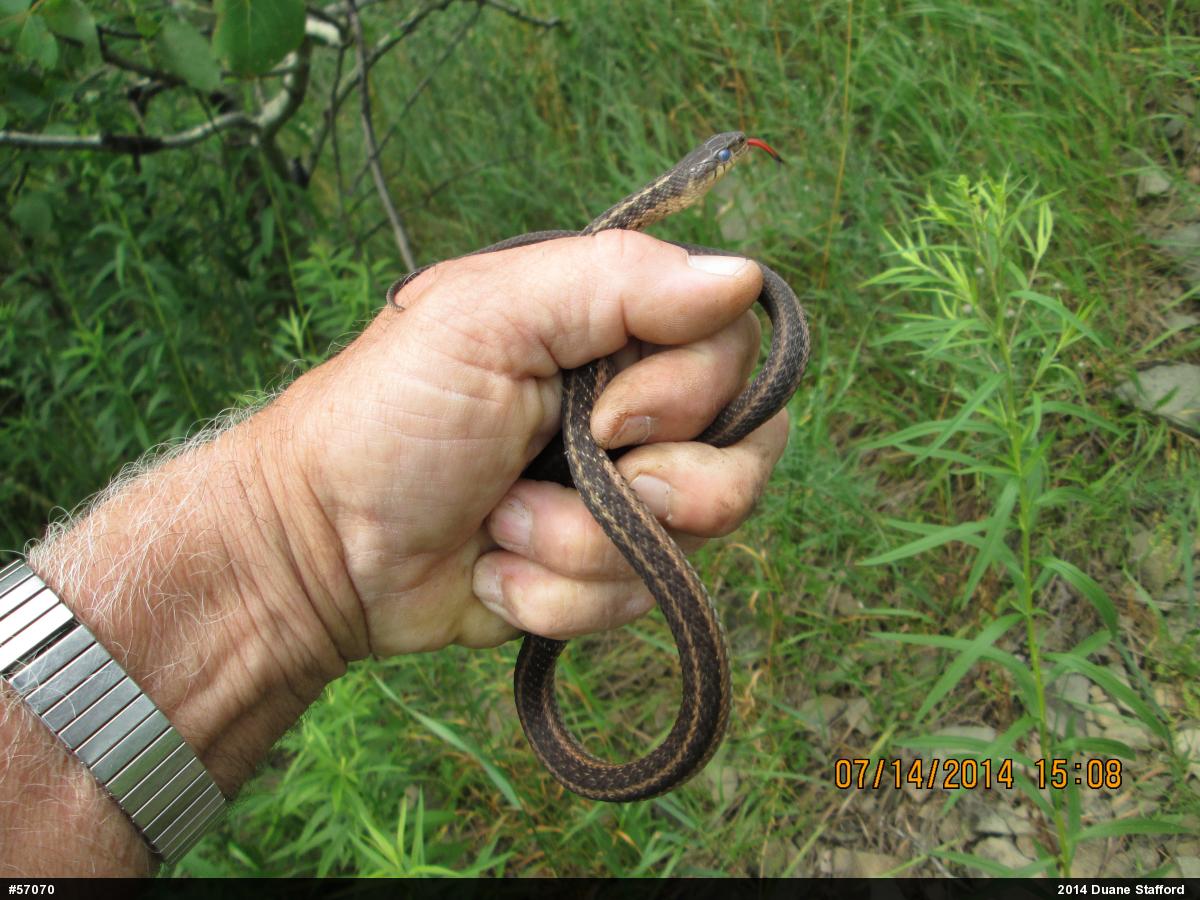 Eastern Gartersnake
