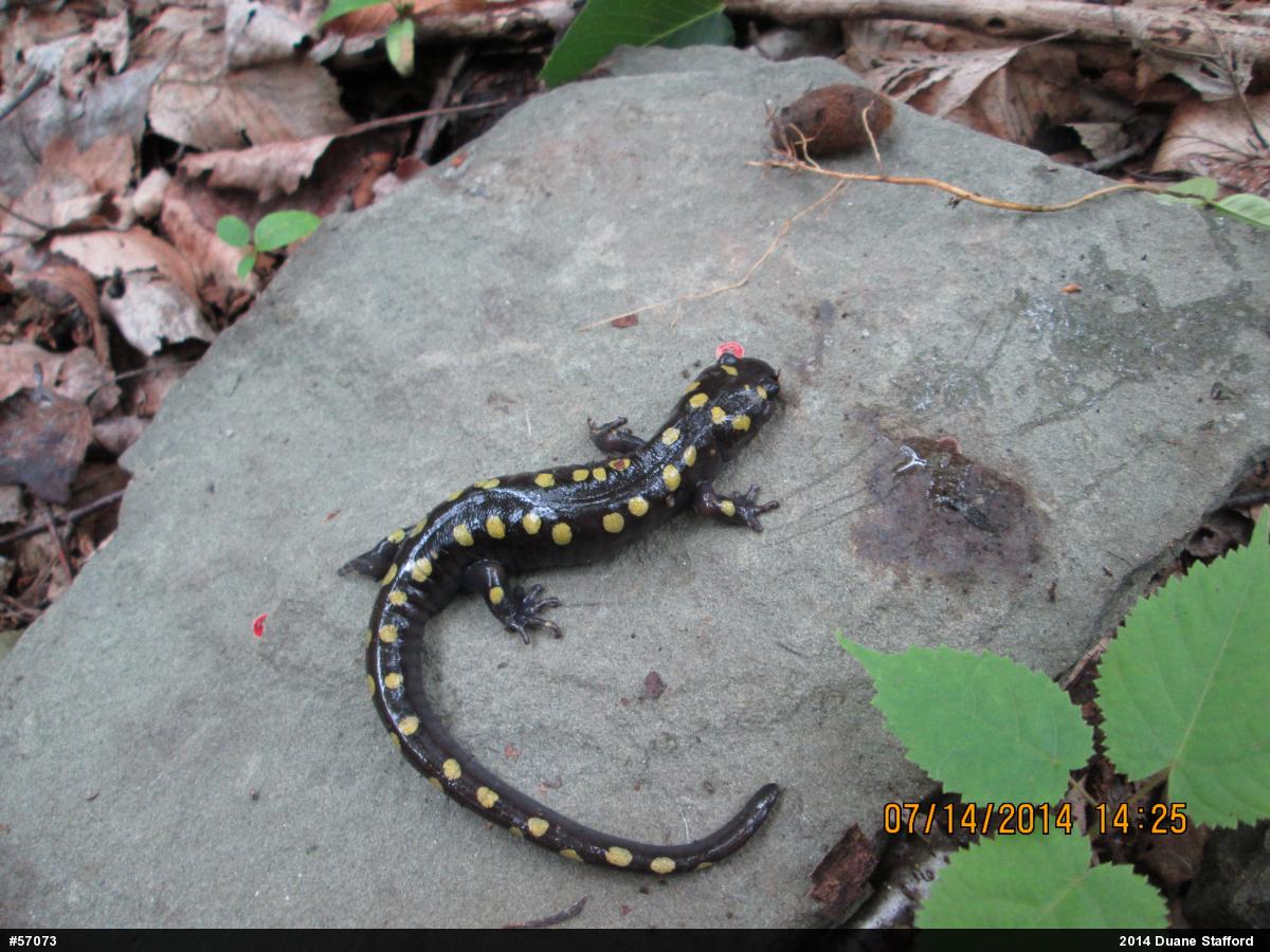 Spotted Salamander