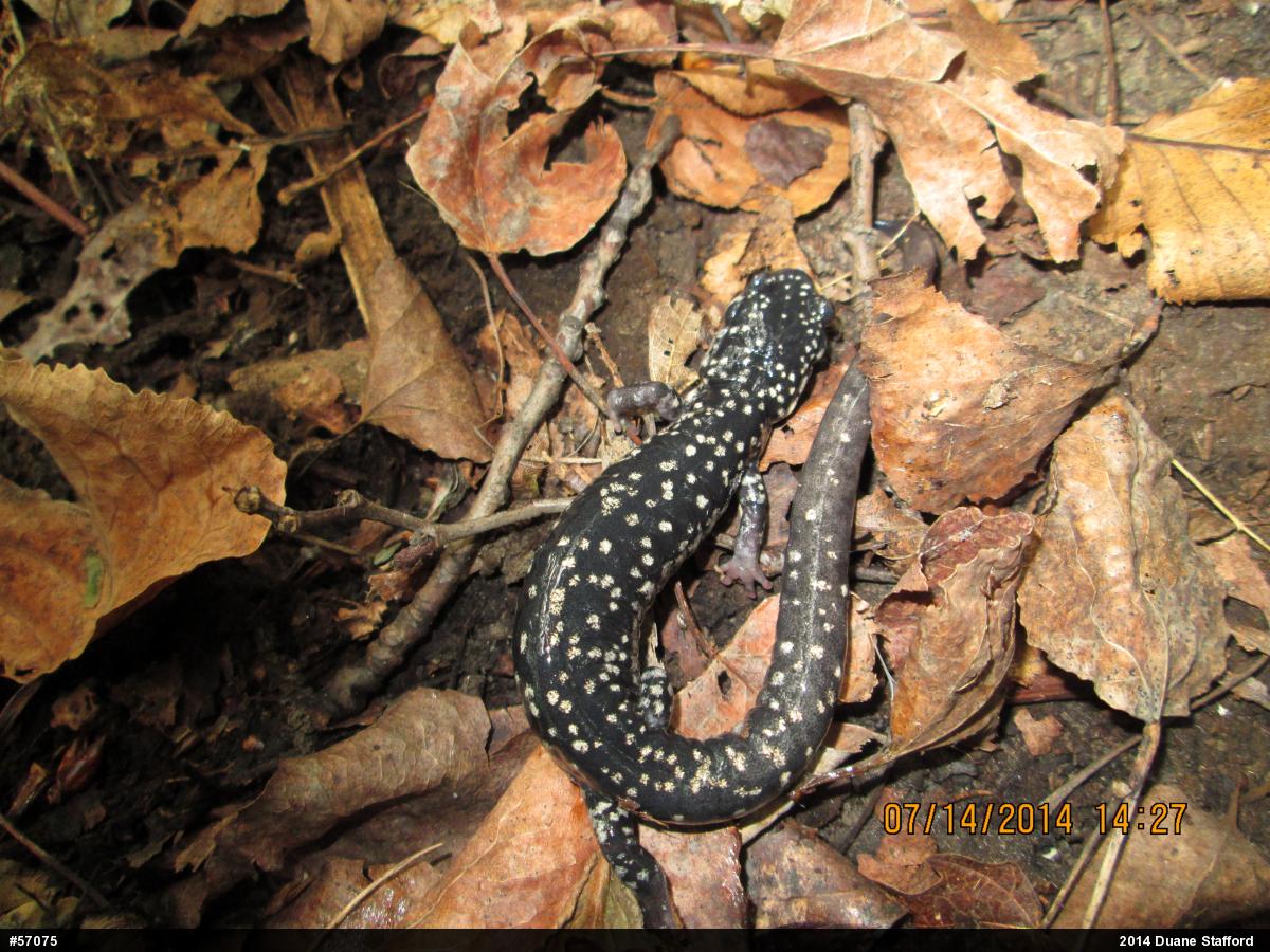 Northern Slimy Salamander