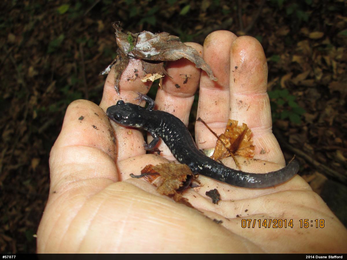 Wehrle's Salamander