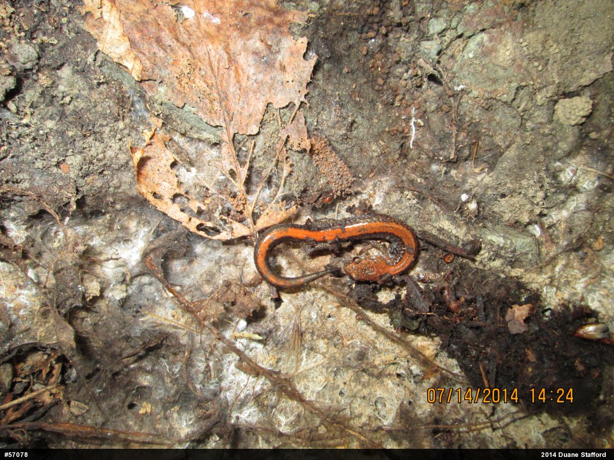 Eastern Red-backed  Salamander