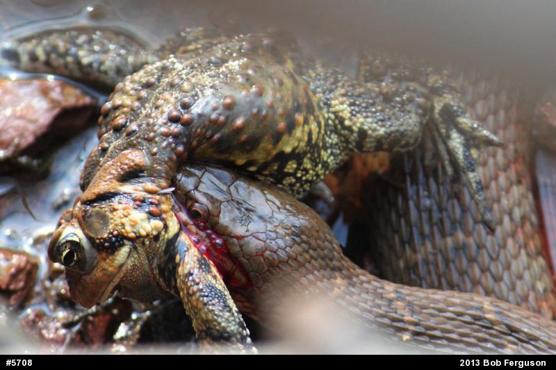 Eastern American Toad