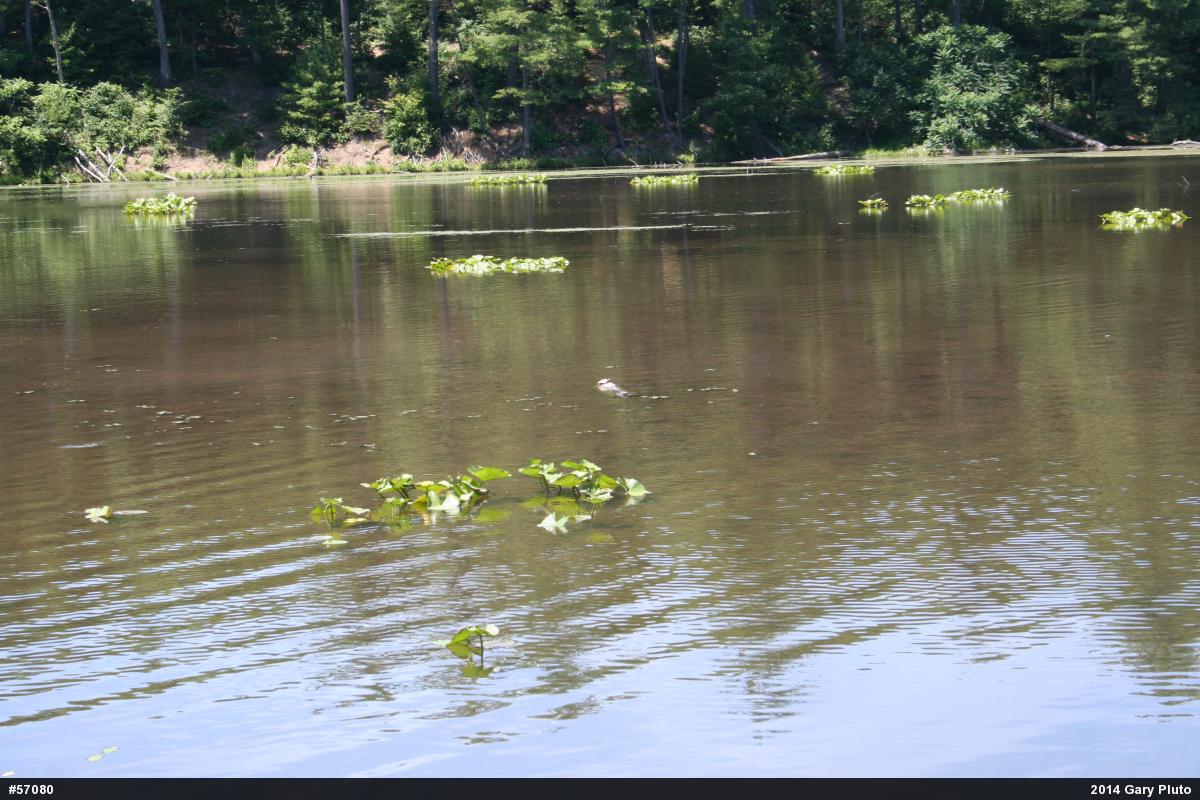 Snapping Turtle