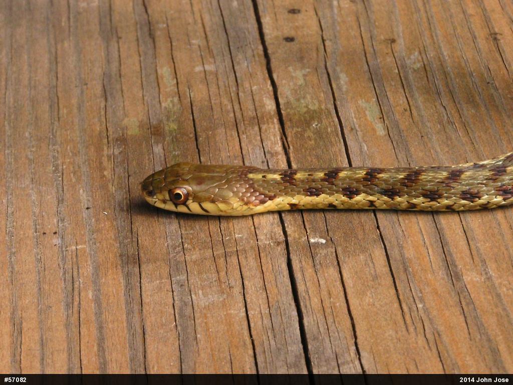 Eastern Gartersnake