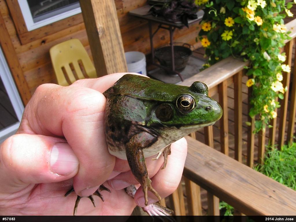 Green Frog
