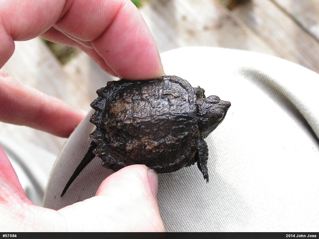 Snapping Turtle