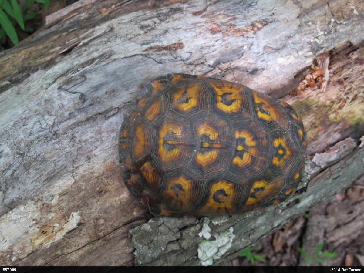 Eastern Box Turtle