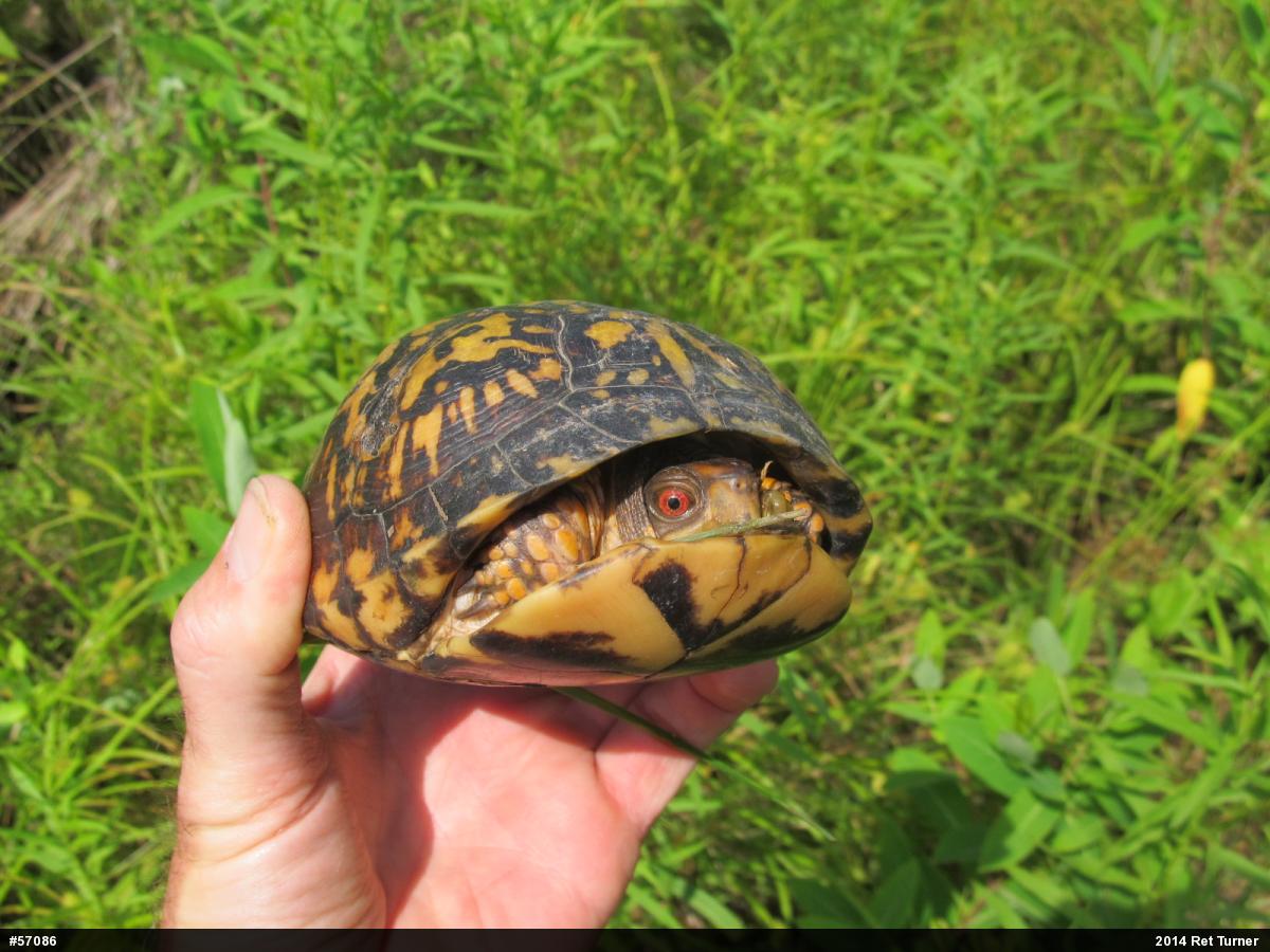 Eastern Box Turtle