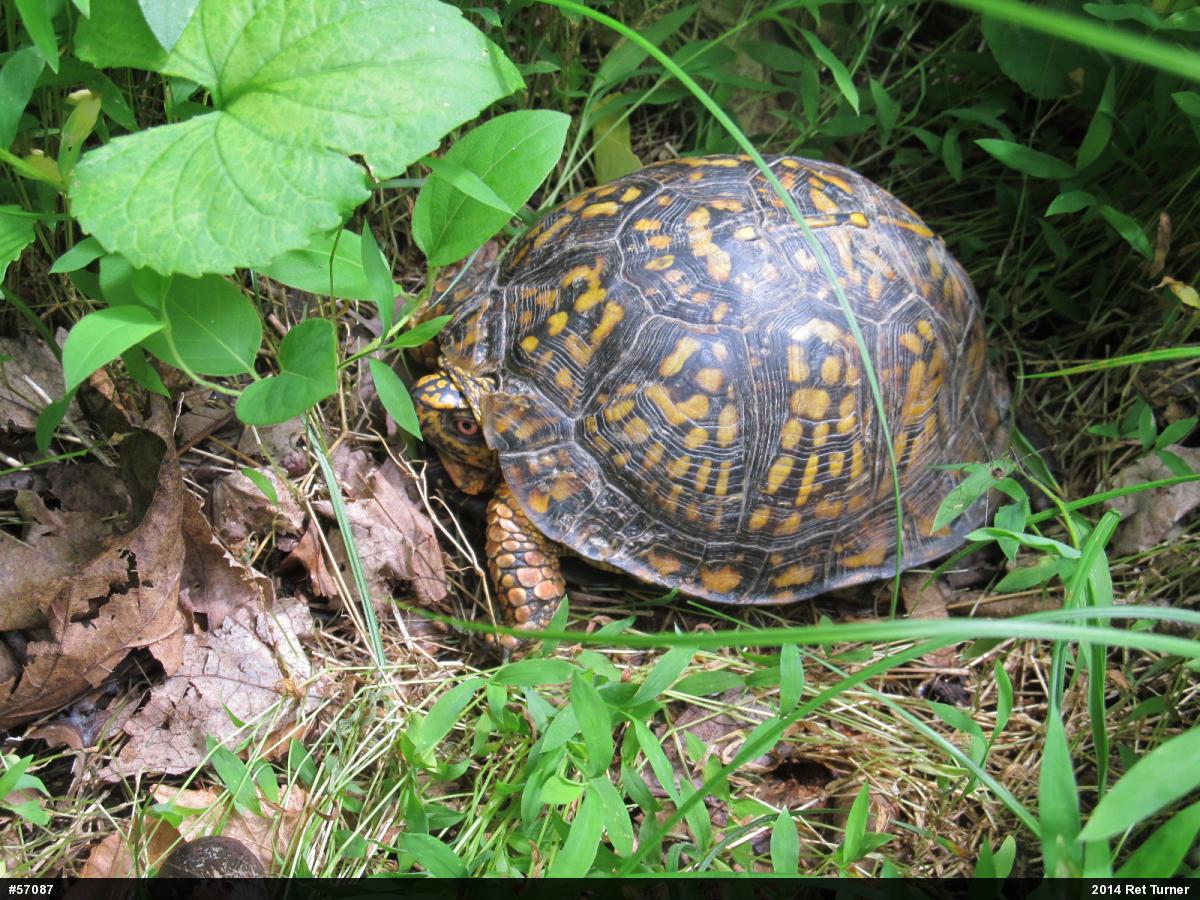 Eastern Box Turtle