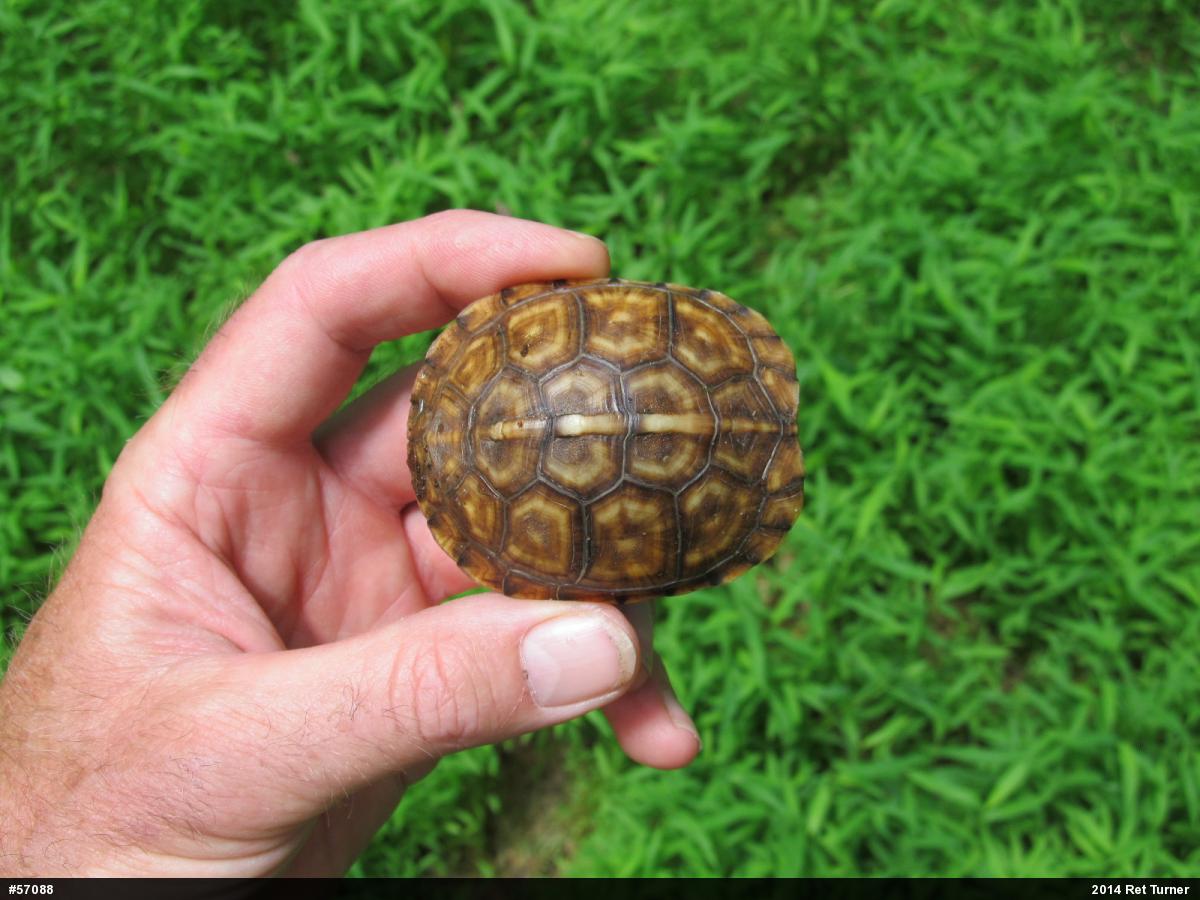 Eastern Box Turtle