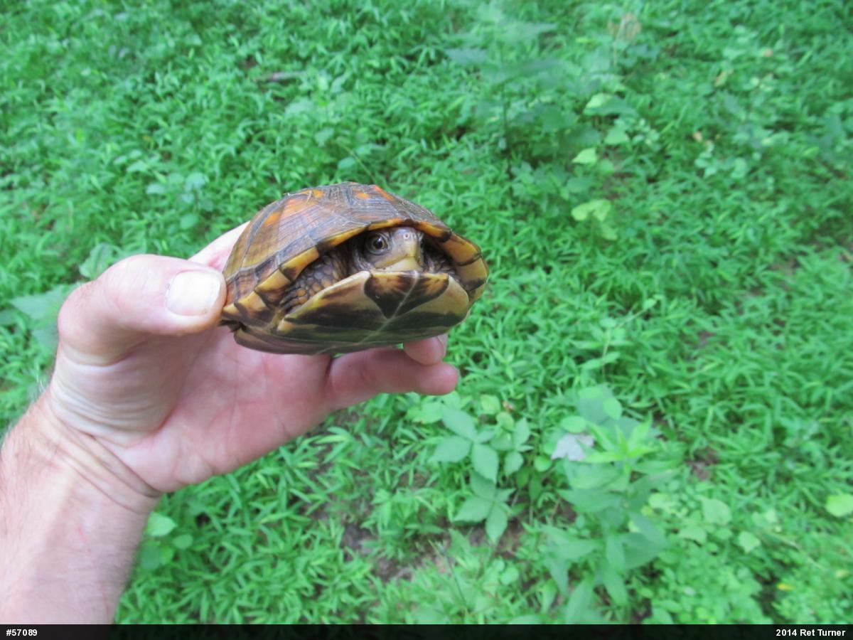 Eastern Box Turtle