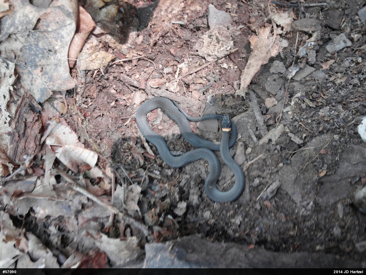 Northern Ring-necked Snake