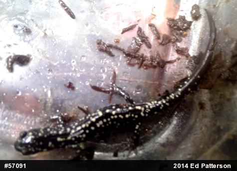 Northern Slimy Salamander
