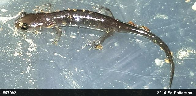 Wehrle's Salamander