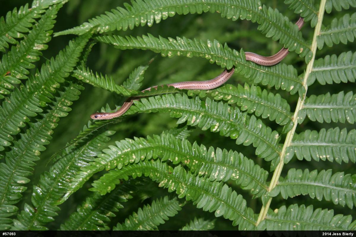 Shorthead Gartersnake
