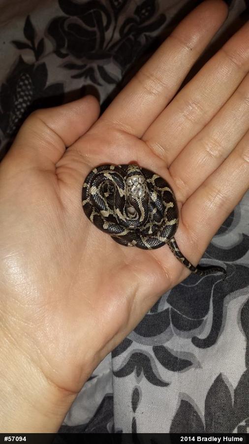 Eastern Ratsnake