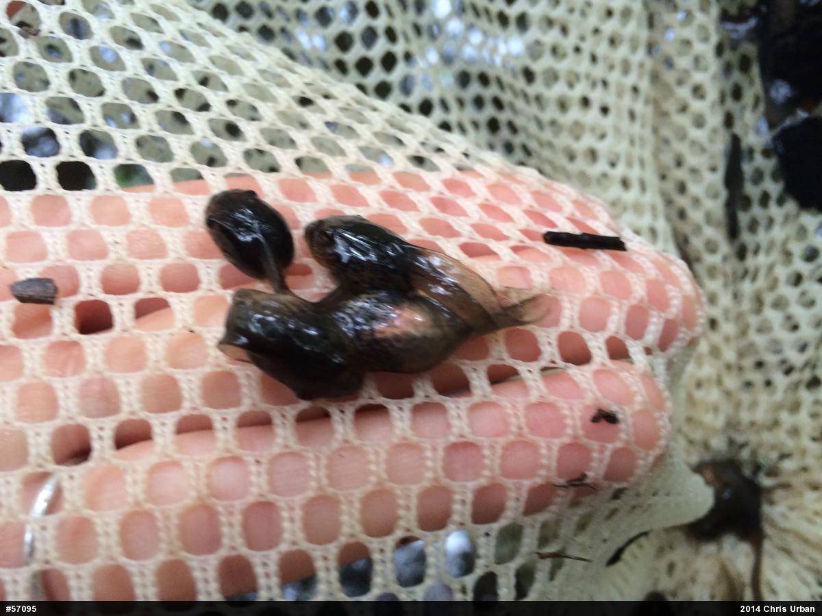 Wood Frog