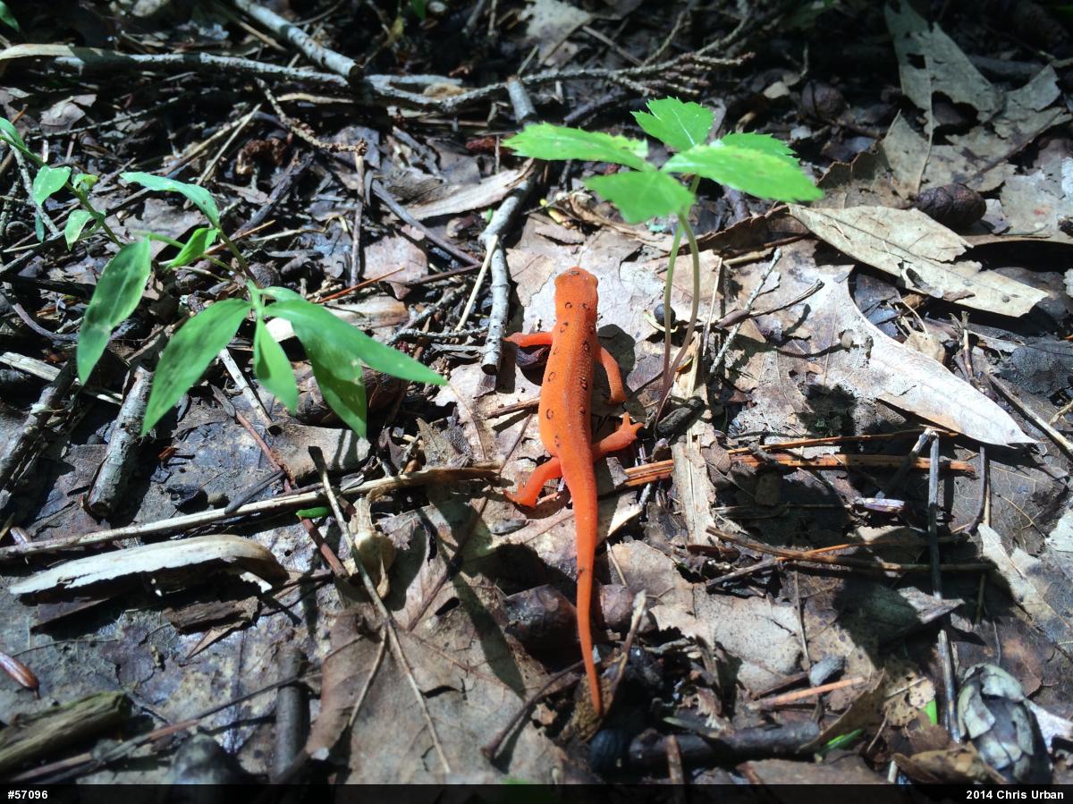 Red-spotted Newt