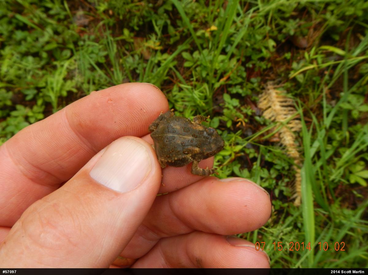 Fowler's Toad