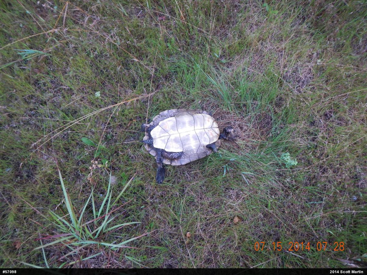 Northern Map Turtle