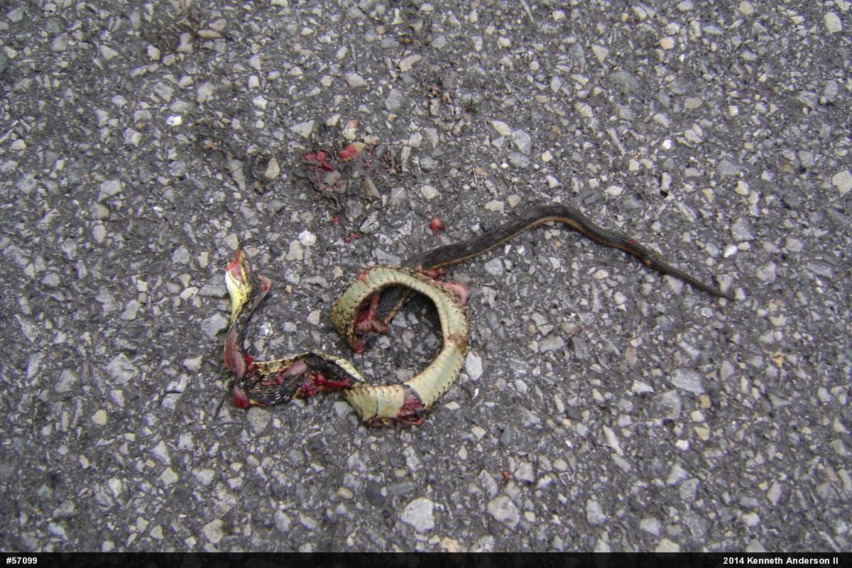 Eastern Gartersnake