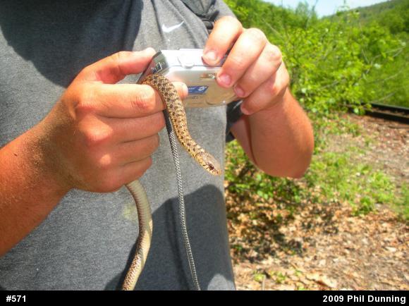 Eastern Gartersnake