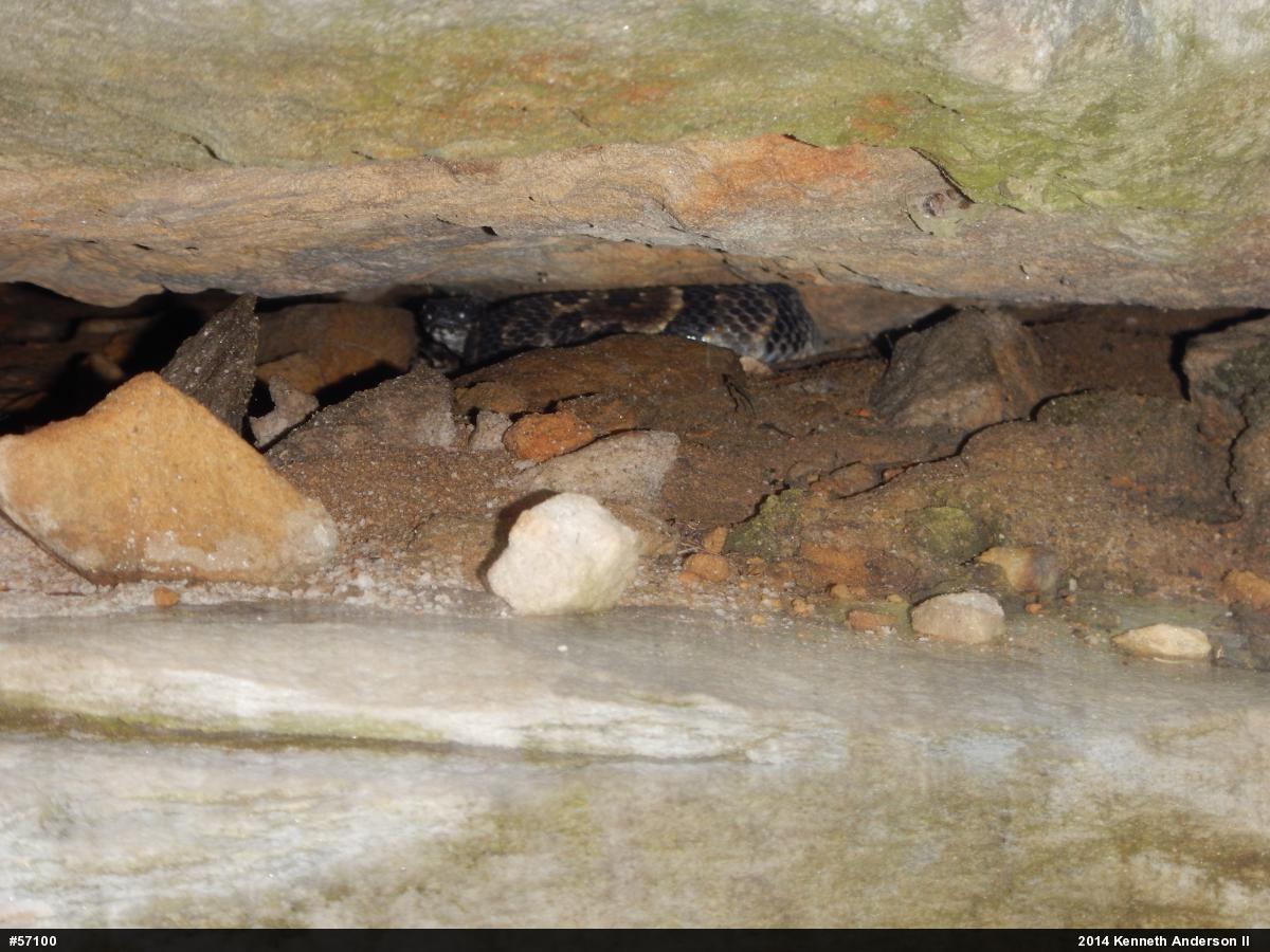 Timber Rattlesnake