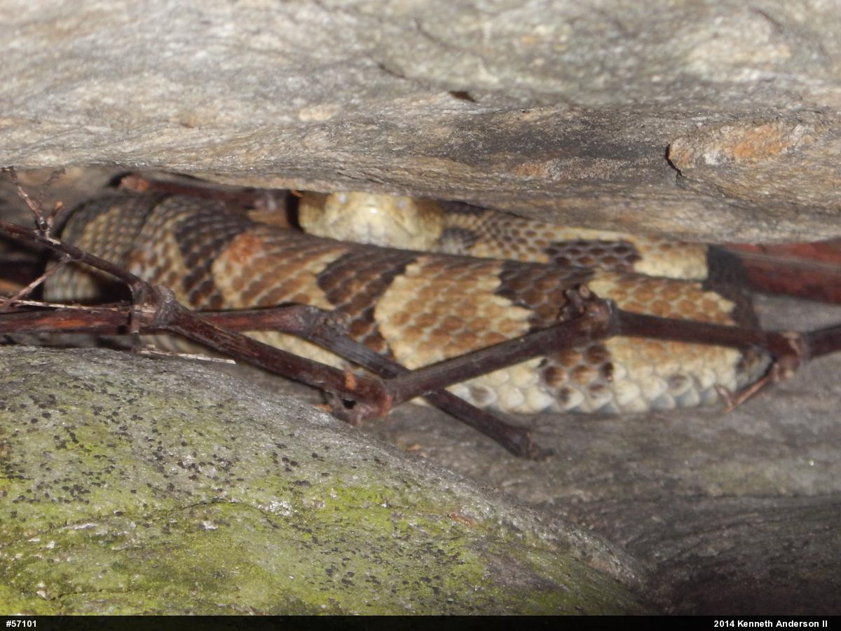 Timber Rattlesnake