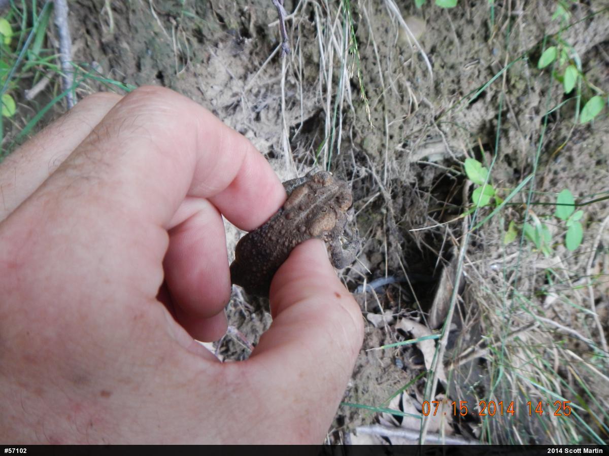 Eastern American Toad