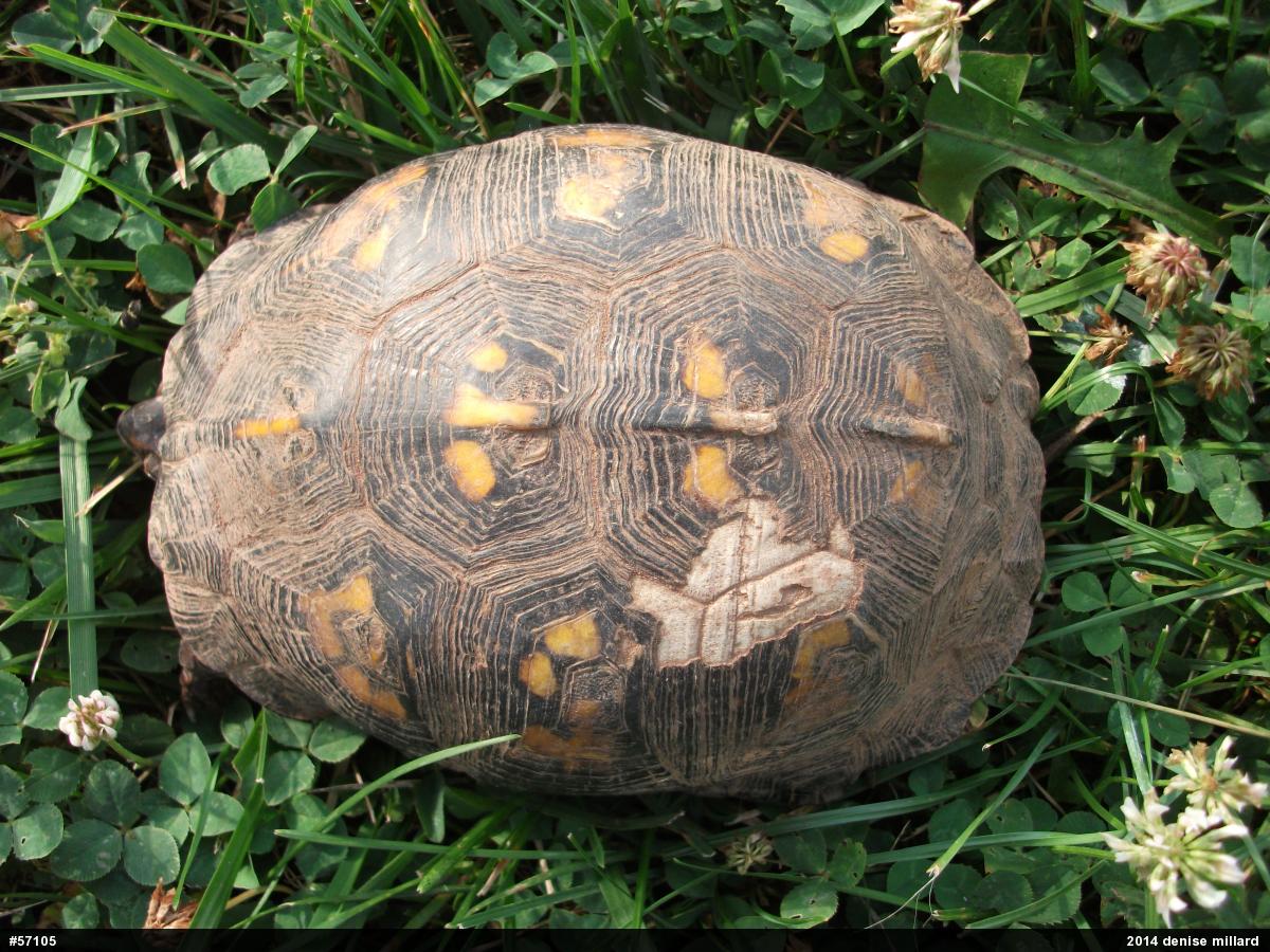 Eastern Box Turtle