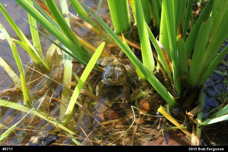 Eastern American Toad