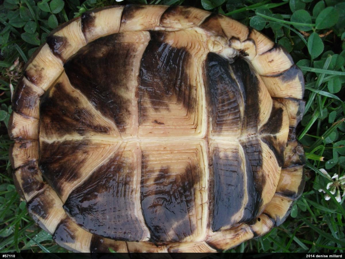 Eastern Box Turtle