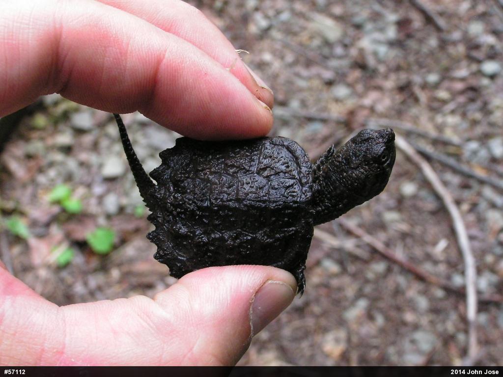 Snapping Turtle