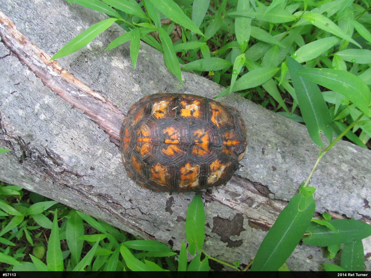 Eastern Box Turtle