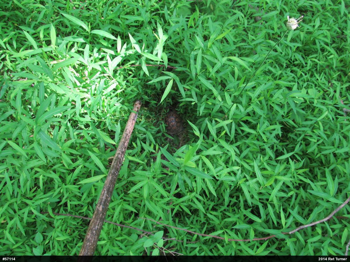 Eastern Box Turtle