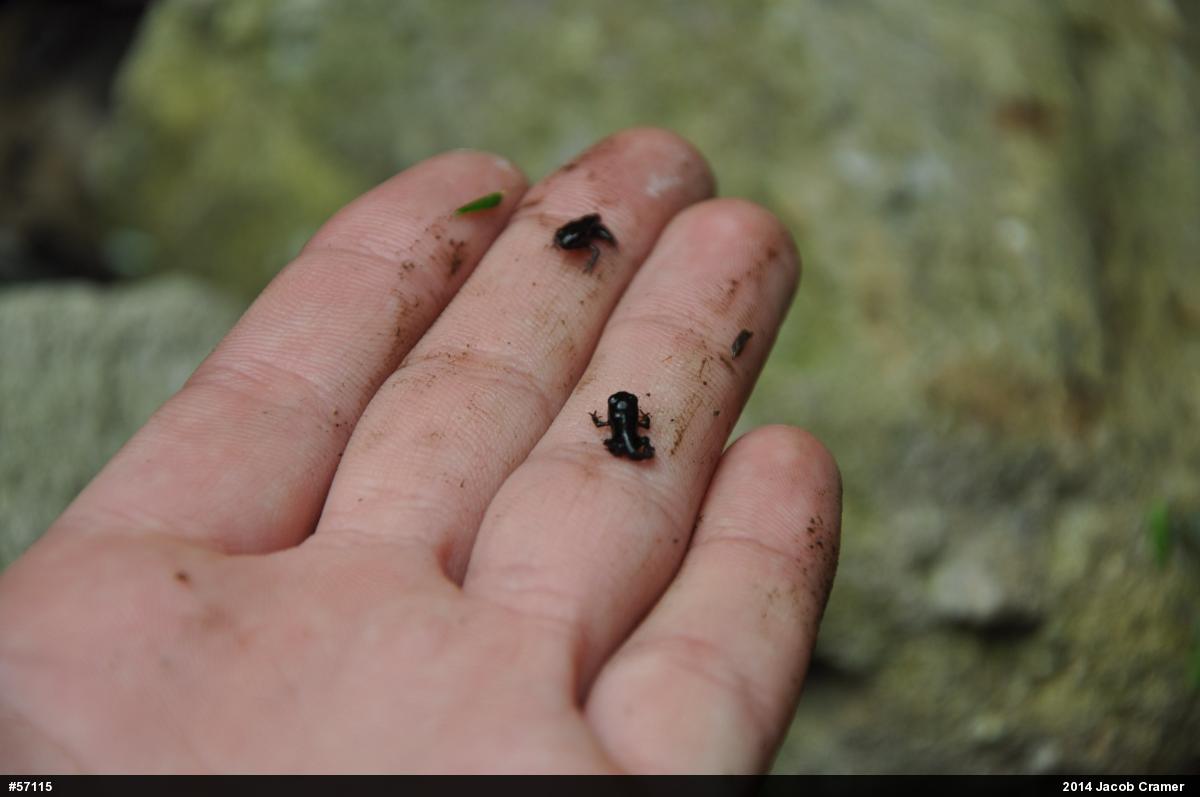 True Toads