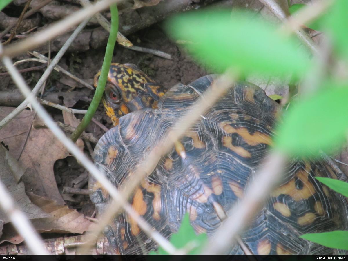Eastern Box Turtle