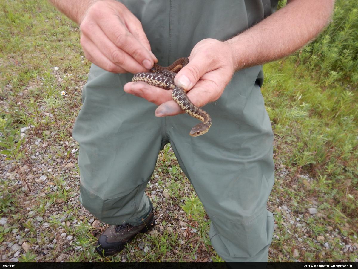 Eastern Gartersnake