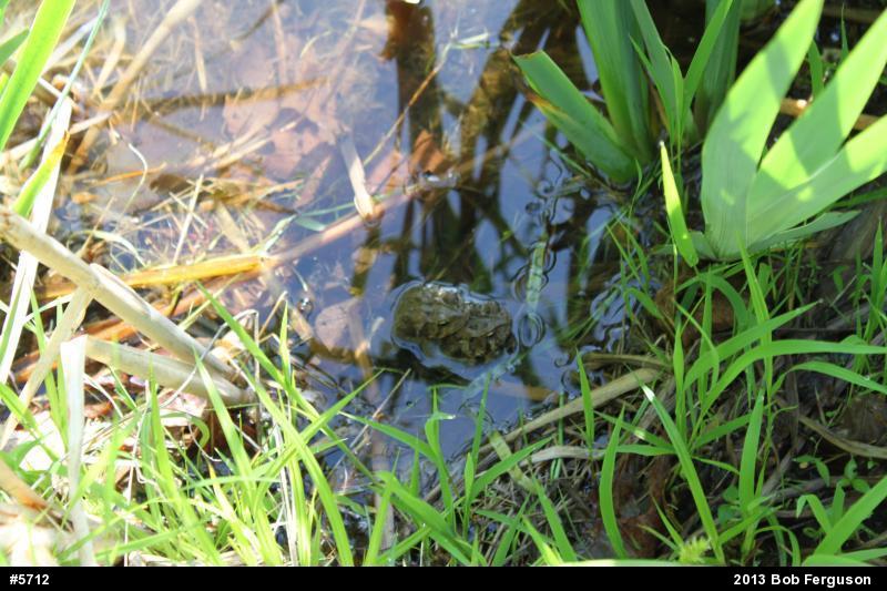 Eastern American Toad
