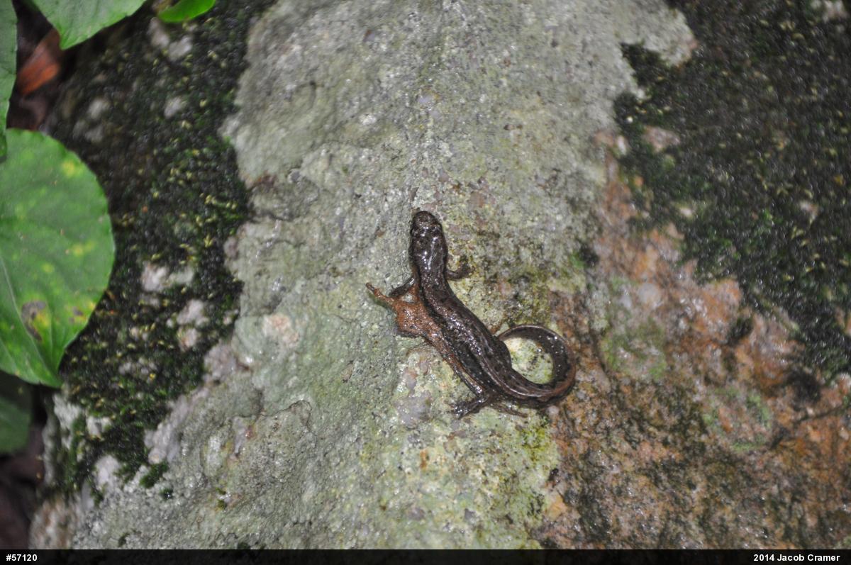 Northern Dusky Salamander