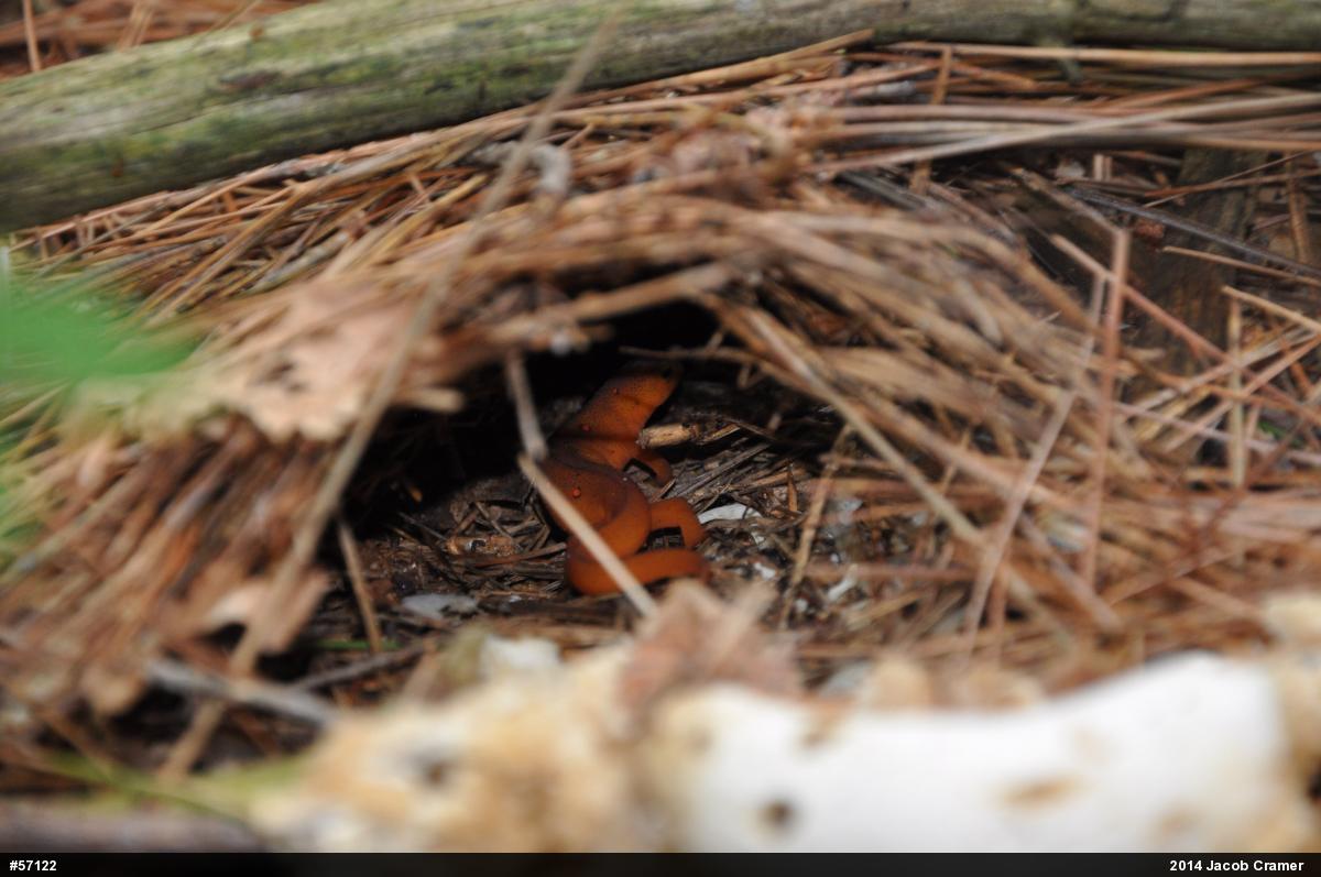 Red-spotted Newt