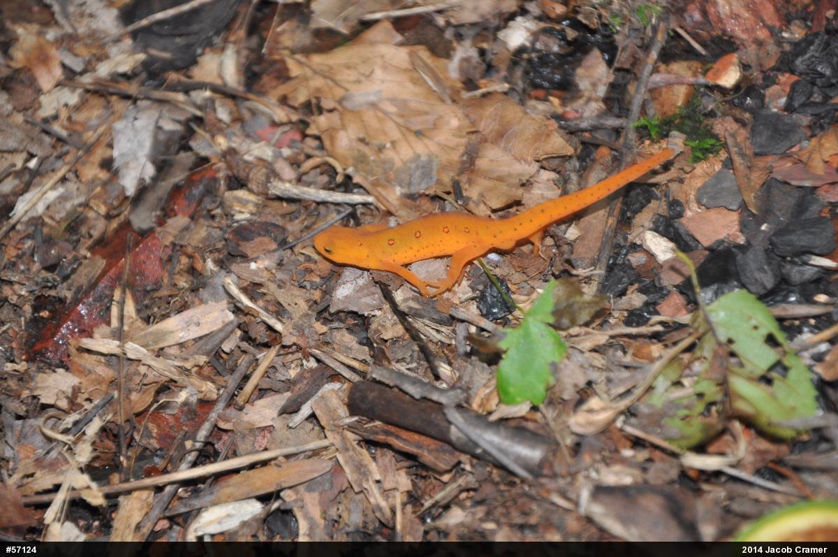 Red-spotted Newt