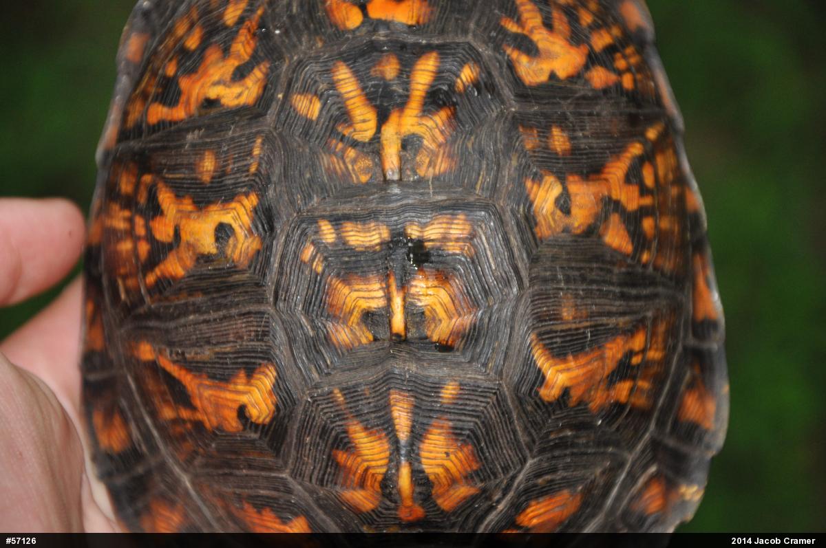 Eastern Box Turtle