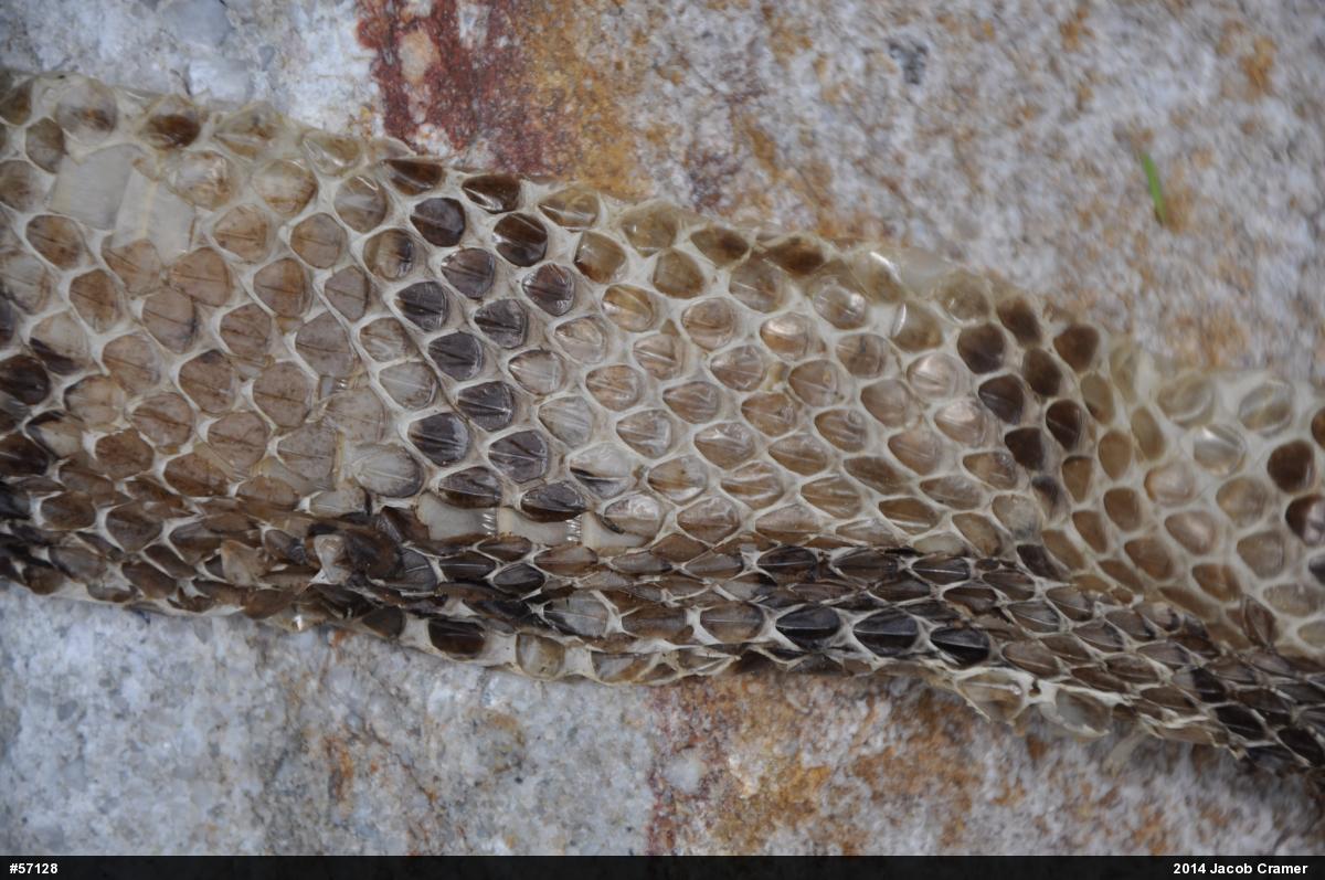 Timber Rattlesnake
