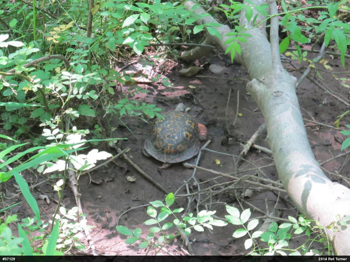 Eastern Box Turtle